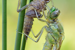 Großer Blaupfeil Orthetrum cancellatum