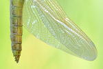 Großer Blaupfeil Orthetrum cancellatum