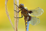 Plattbauch-Libelle Libellula depressa