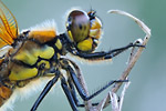 Vierfleck Vierflecklibelle Libellula quadrimaculata