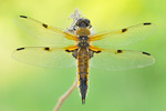 Vierfleck Vierflecklibelle Libellula quadrimaculata