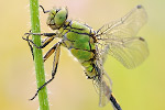 Grüne-Flussjungfer Ophiogomphus cecilia