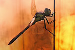 Große Heidelibelle Sympetrum striolatum