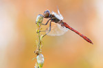 Gemeine Heidelibelle Sympetrum vulgatum