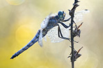 Großer Blaupfeil Orthetrum cancellatum