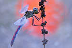 Gemeine Heidelibelle Sympetrum vulgatum (2015-02-10)