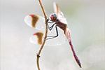 Gebänderte Heidelibelle Sympetrum pedemontanum