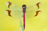 Gebänderte Heidelibelle Sympetrum pedemontanum