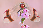 Gebänderte Heidelibelle Sympetrum pedemontanum 