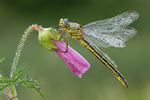 Westliche Keiljungfer Gomphus pulchellus