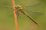 Westliche Keiljungfer Gomphus pulchellus