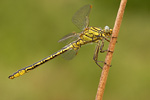 Westliche Keiljungfer Gomphus pulchellus