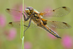 Vierfleck Vierflecklibelle Libellula quadrimaculata