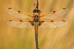 Vierfleck Vierflecklibelle Libellula quadrimaculata