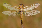 Vierfleck Vierflecklibelle Libellula quadrimaculata 