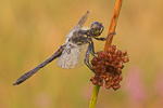 Schwarze Heidelibelle Sympetrum danae