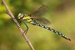 Blaugrüne Mosaikjungfer Aeshna cyanea