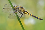 Großer Blaupfeil Orthetrum cancellatum