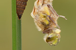 Vierfleck | Libellenschlupf Libellula quadrimaculata