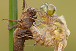 Vierfleck | Libellenschlupf Libellula quadrimaculata