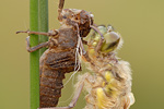 Vierfleck | Libellenschlupf Libellula quadrimaculata