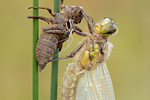 Vierfleck | Libellenschlupf Libellula quadrimaculata