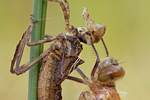 Gemeine Smaragdlibelle Cordulia aenea