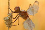 Blutrote Heidelibelle Sympetrum sanguineum