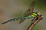 Blaugrüne Mosaikjungfer Aeshna-cyanea