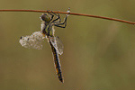 Schwarze Heidelibelle Sympetrum danae