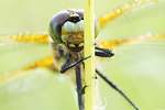 Vierfleck Vierflecklibelle Libellula quadrimaculata