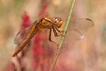 Feuerlibelle Crocothemis erythraea