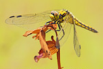 Großer Blaupfeil Orthetrum cancellatum