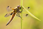 Vierfleck Vierflecklibelle Libellula quadrimaculata