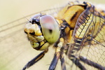 Großer Blaupfeil Orthetrum cancellatum