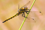 Großer Blaupfeil Orthetrum cancellatum