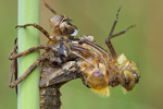 Gemeine Smaragdlibelle Cordulia aenea