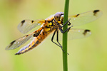 Vierfleck Vierflecklibelle Libellula quadrimaculata