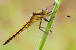 Großer Blaupfeil Orthetrum cancellatum