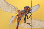 Gefleckte Heidelibelle Sympetrum flaveolum