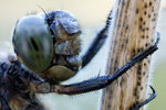 Großer Blaupfeil Orthetrum cancellatum