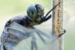 Großer Blaupfeil Orthetrum cancellatum