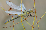 Westliche Keiljungfer Gomphus pulchellus