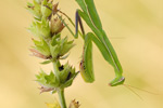 Gottesanbeterin Mantis religiosa