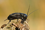 Feldgrille Gryllus campestris