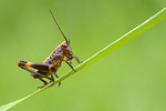 Gewöhnliche Strauchschrecke Pholidoptera griseoaptera