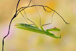 Gottesanbeterin Mantis religiosa