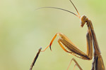 Gottesanbeterin Mantis religiosa