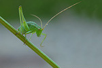 Punktierte Zartschrecke Leptophyes punctatissima