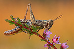 Brauner Grashüpfer Chorthippus brunneus cf.